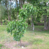 Catalpa fargesii f. duclouxii - Катальпа - Catalpa fargesii f. duclouxii