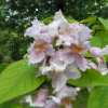 Catalpa fargesii f. duclouxii - Катальпа - Catalpa fargesii f. duclouxii