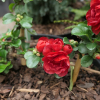 Chaenomeles speciosa 'Scarlet Storm' -  Chinesische Zierquitte - Chaenomeles speciosa 'Scarlet Storm'