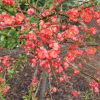 Chaenomeles xsuperba 'Nicoline' - Japanese quince - Chaenomeles xsuperba 'Nicoline'
