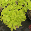Cotinus coggygria 'Golden Spirit' PBR- perukowiec podolski - Cotinus coggygria 'Golden Spirit'