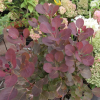 Cotinus coggygria 'Purpureus' - Smoketree - Cotinus coggygria 'Purpureus'