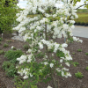 Exochorda racemosa 'The Bride' - obiela groniasta - Exochorda racemosa 'The Bride'