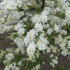 Exochorda racemosa 'The Bride' - obiela groniasta - Exochorda racemosa 'The Bride'