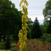 Fagus sylvatica 'Aurea Pendula' - Бук европе́йский ; бук лесно́й ; бук oбикновен - Fagus sylvatica 'Aurea Pendula'