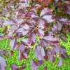 Fagus sylvatica  'Riversii' - European Beech ; Purple beech - Fagus sylvatica 'Riversii'