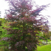 Fagus sylvatica  'Riversii' - European Beech ; Purple beech - Fagus sylvatica 'Riversii'