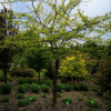 Gleditsia caspica - Гледичия каспийская - Gleditsia caspica