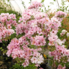 Prunus serrulata 'Amanogawa' - Wiśnia piłkowana ; wiśnia japońska - Prunus serrulata 'Amanogawa'