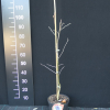 Amelanchier alnifolia - świdośliwa olcholistna - Amelanchier alnifolia