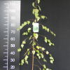 Betula pendula 'Youngii' - Swedish Birch - Betula pendula 'Youngii'
