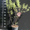 Elaeagnus multiflora - Reichblütige Ölweide - Elaeagnus multiflora