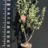 Elaeagnus multiflora - Reichblütige Ölweide - Elaeagnus multiflora