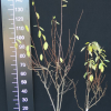 Elaeagnus multiflora -oliwnik wielokwiatowy - Elaeagnus multiflora