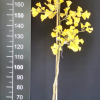 Ginkgo biloba 'Autumn Gold' - Ginkgo Tree ; maidenhair tree - Ginkgo biloba 'Autumn Gold'