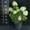 Hydrangea paniculata 'Limelight' PBR - hortensja bukietowa - Hydrangea paniculata 'Limelight' PBR