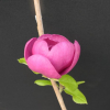 'Jurmag 1' Black Tulip - Magnolia - 'Jurmag 1' Black Tulip - Magnolia