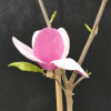 Cameo - magnolia Soulange’a; magnolia pośrednia - Cameo - Magnolia × soulangeana