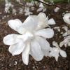 x loebneri 'Merrill' - Loebner's magnolia - Magnolia x loebneri 'Merril'l