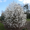 x loebneri 'Merrill' - Loebner's magnolia - Magnolia x loebneri 'Merril'l