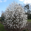 x loebneri 'Merrill' - magnolia Loebnera - Magnolia x loebneri 'Merril'l