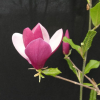 x soulangeana 'Old Port' - spruce magnolia - x soulangeana 'Old Port' - Magnolia x soulangeana