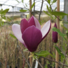 x soulangeana 'Old Port' - spruce magnolia - x soulangeana 'Old Port' - Magnolia x soulangeana