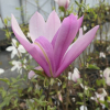 Orchid - purple magnolia; lily magnolia, tulip magnolia; woody-orchid - Orchid - magnolia liliflora