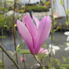 Orchid - purple magnolia; lily magnolia, tulip magnolia; woody-orchid - Orchid - magnolia liliflora
