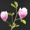 Satisfaction - Tulpen-Magnolie - Satisfaction - Magnolia soulangeana