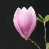 Satisfaction - spruce magnolia - Satisfaction - Magnolia soulangeana