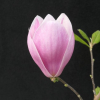 Satisfaction - Tulpen-Magnolie - Satisfaction - Magnolia soulangeana