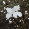 x loebneri 'Snowdrift' - Loebner's magnolia - Magnolia x loebneri 'Snowdrift'