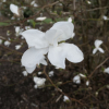 x loebneri 'Snowdrift' - Loebner Magnolie - Magnolia x loebneri 'Snowdrift'