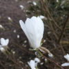 x loebneri 'Snowdrift' - Loebner Magnolie - Magnolia x loebneri 'Snowdrift'