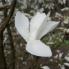 Wada's Memory - Magnolie - Magnolia 'Wada's Memory'