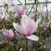 xsoulangeana 'Andre Leroy' - saucer magnolia - Magnolia xsoulangeana 'Andre Leroy'