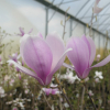 xsoulangeana 'Andre Leroy' - magnolia pośrednia; magnolia Soulange'a - Magnolia xsoulangeana 'Andre Leroy'