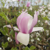 xsoulangeana 'Coates' - saucer magnolia - Magnolia x soulangeana 'Coates'