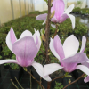 xsoulangeana 'Coates' - Tulpen-Magnolie - Magnolia x soulangeana 'Coates'