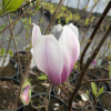 denudata 'Dan Xin' FRAGRANT CLOUD - lilytree; Yulan magnolia; - Magnolia denudata 'Dan Xin' FRAGRANT CLOUD