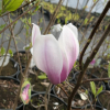 denudata 'Dan Xin' FRAGRANT CLOUD - Yulan-Magnolie - Magnolia denudata 'Dan Xin' FRAGRANT CLOUD