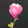 Pickard's Garnet - magnolia - Magnolia 'Pickards Garnet'