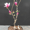Pickard's Garnet - magnolia - Magnolia 'Pickards Garnet'