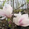 Pink Goblet - magnolia - Magnolia 'Pink Goblet'