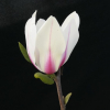 Sunrise - Magnolie - Magnolia 'Sunrise'