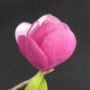 Sweet Merlot - magnolia - Magnolia 'Sweet Merlot'