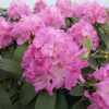 Bečov - różanecznik wielkokwiatowy - Rhododendron hybridum 'Bečov'