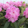 Bečov - różanecznik wielkokwiatowy - Rhododendron hybridum 'Bečov'