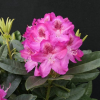 Ještěd PBR - różanecznik wielkokwiatowy - Rhododendron hybridum 'Ještěd' PBR